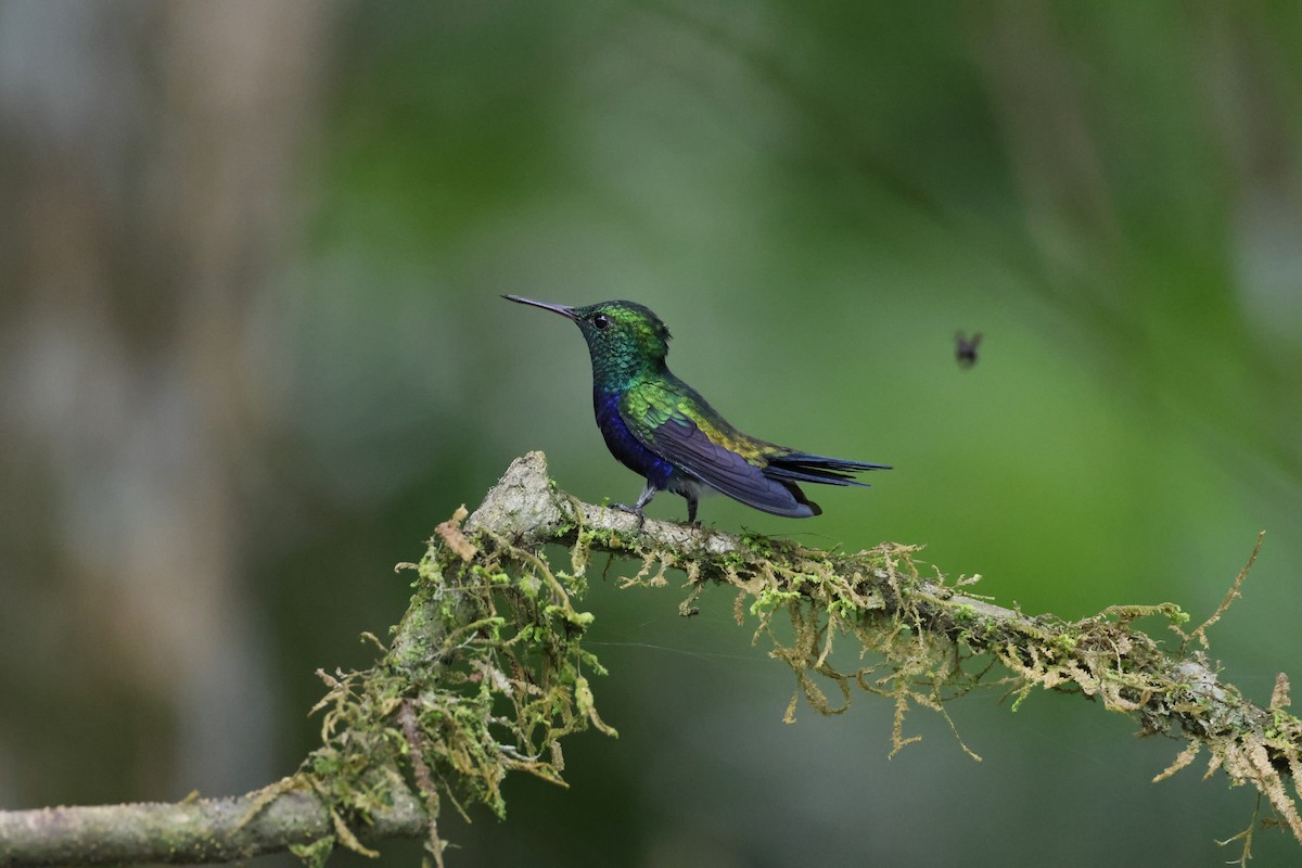 Violet-bellied Hummingbird - ML638894351