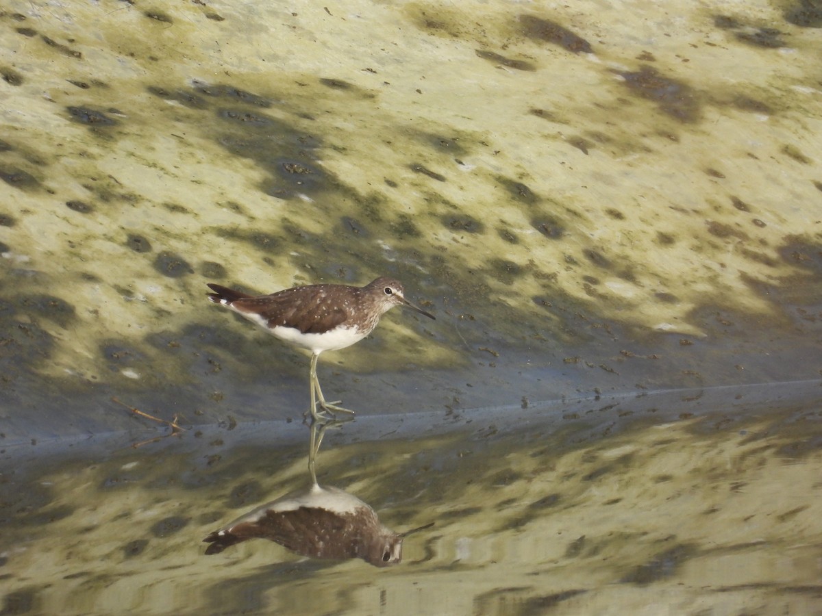 Green Sandpiper - ML638894366