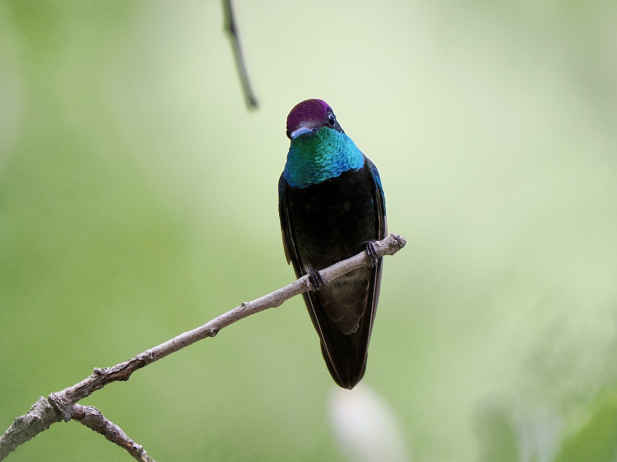 Rivoli's Hummingbird - ML638894440