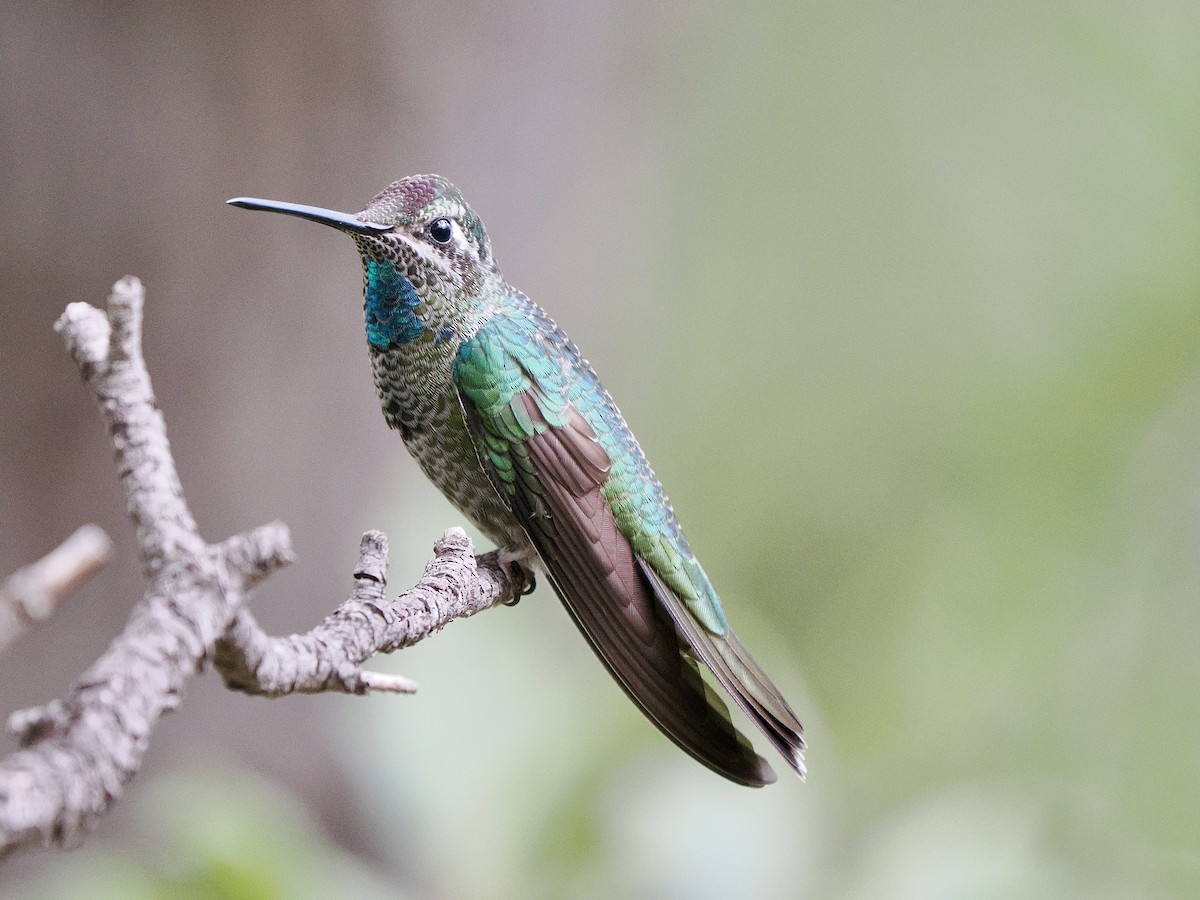 Rivoli's Hummingbird - ML638894444