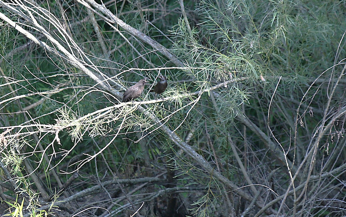 Common Grackle - ML638894471