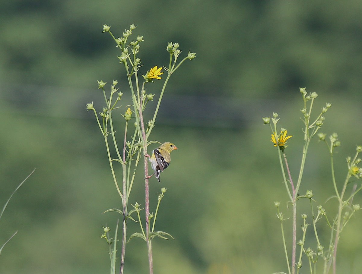 American Goldfinch - ML638894483
