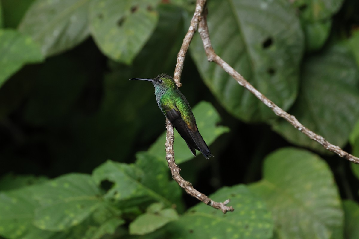 White-vented Plumeleteer - ML638894506