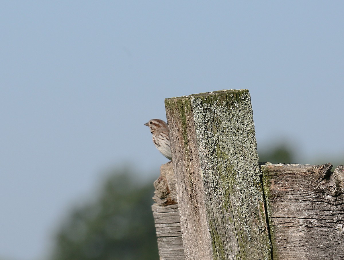 Song Sparrow - ML638894516