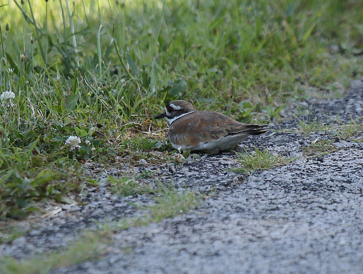 Killdeer - ML638894528