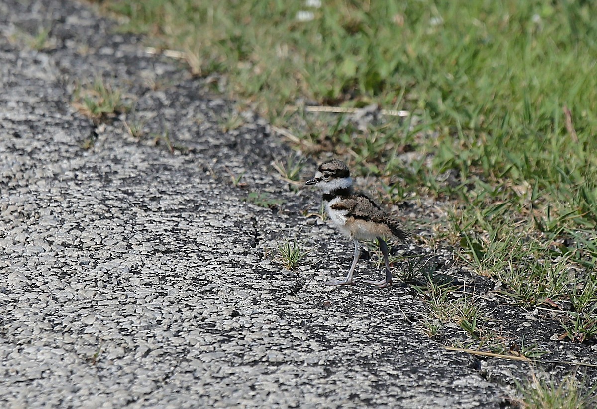 Killdeer - ML638894538