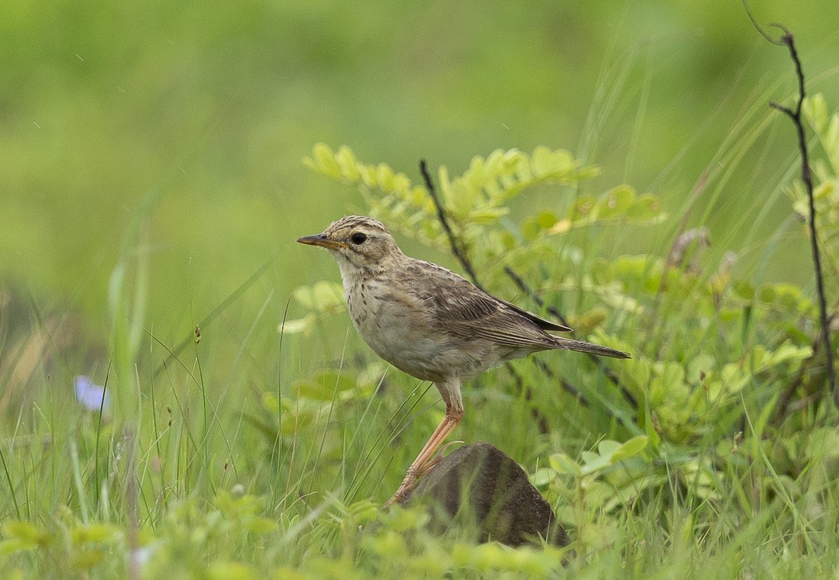Paddyfield Pipit - ML638894541