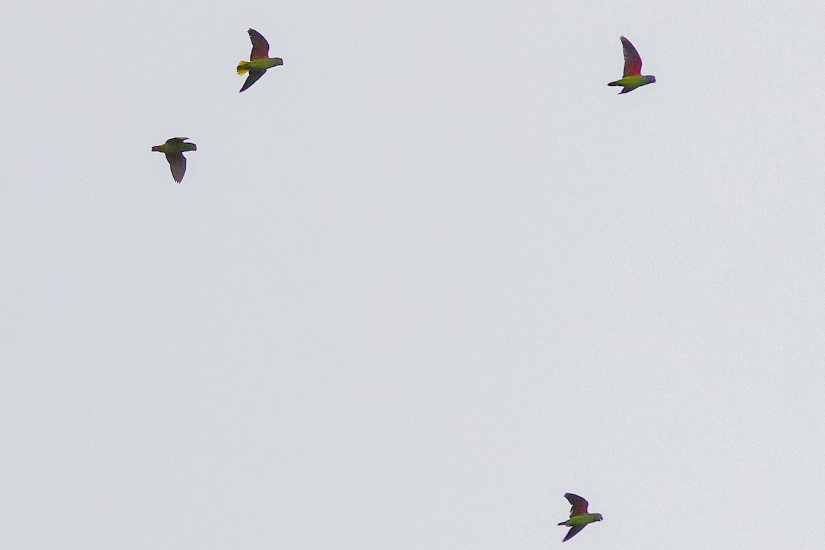 Simeulue Parrot - ML638894542