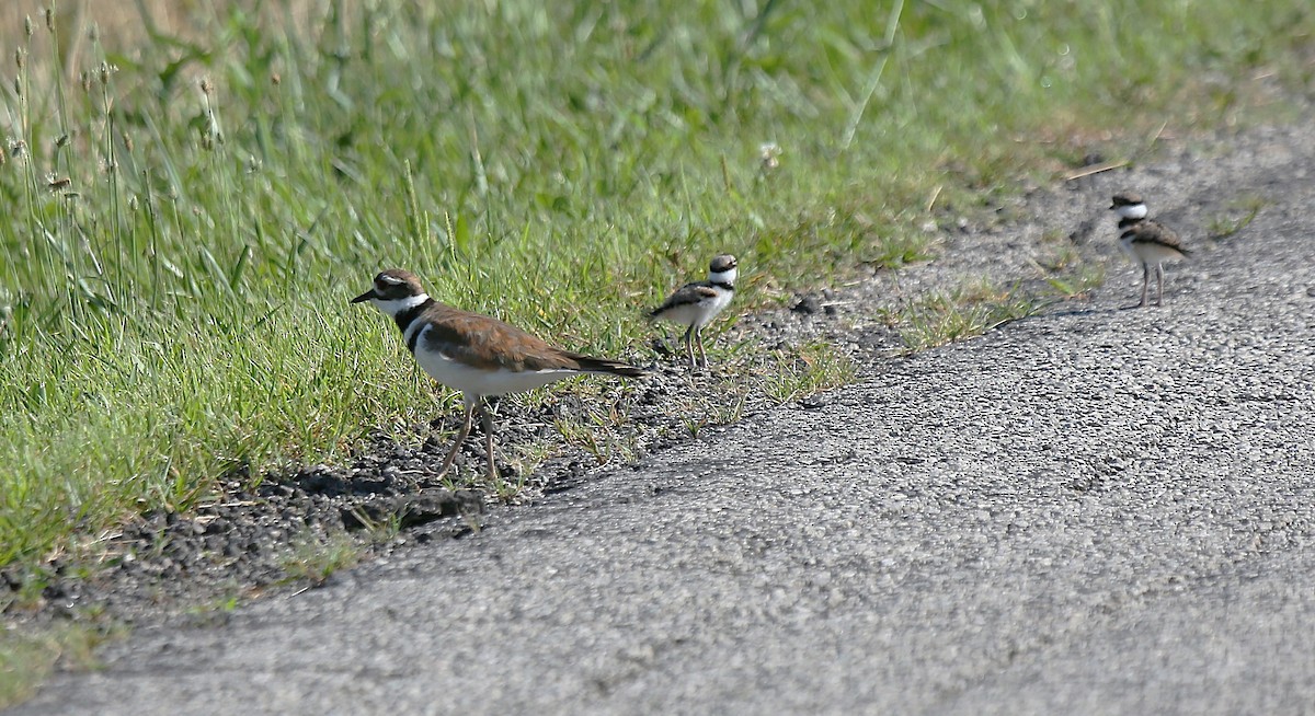 Killdeer - ML638894544