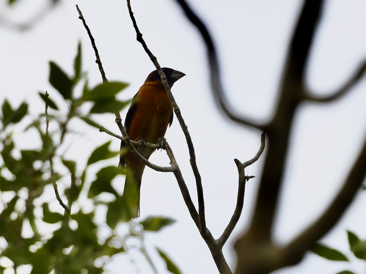 Black-headed Grosbeak - ML638894557
