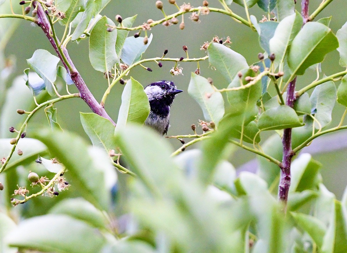 Mountain Chickadee - ML638894564