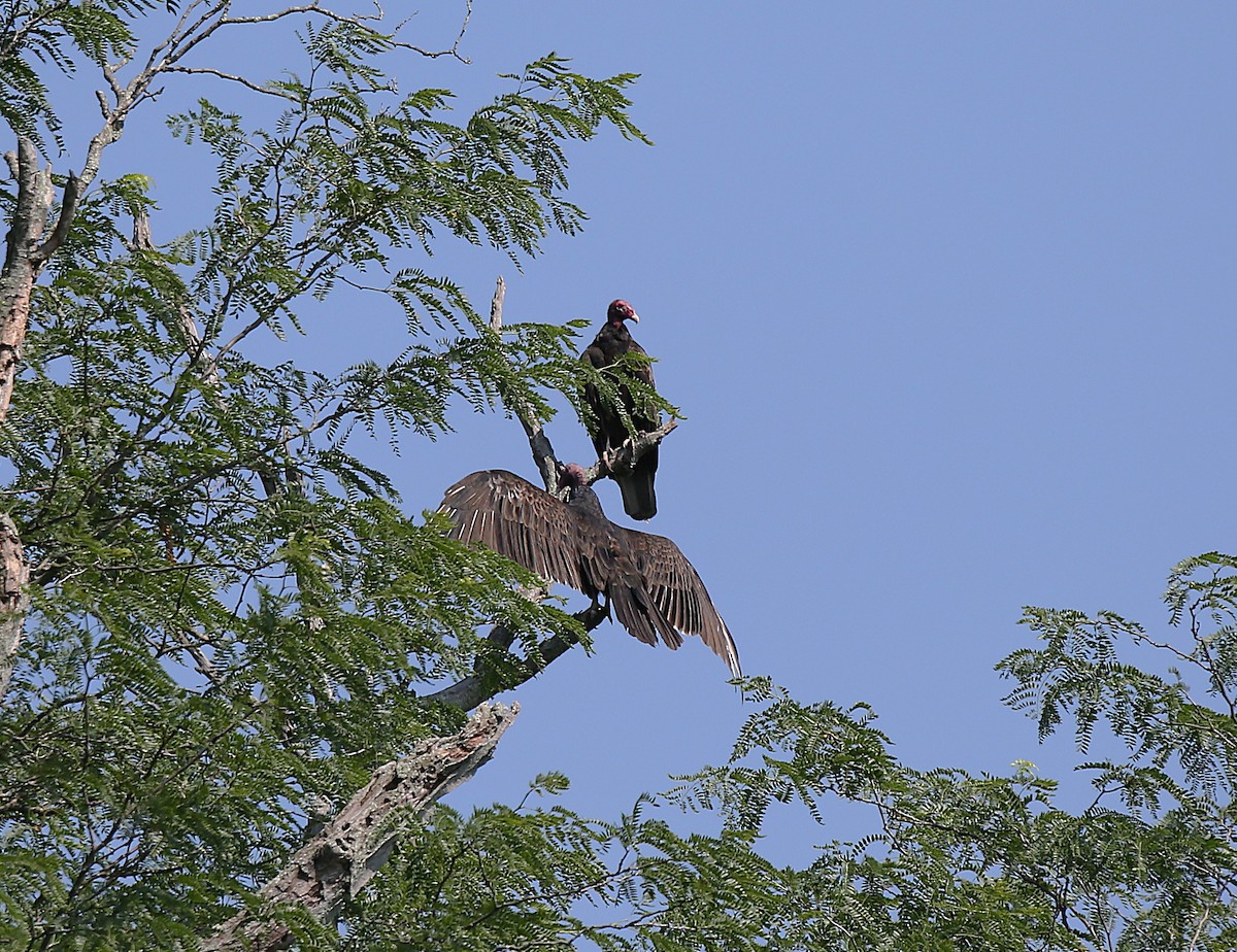 Turkey Vulture - ML638894567