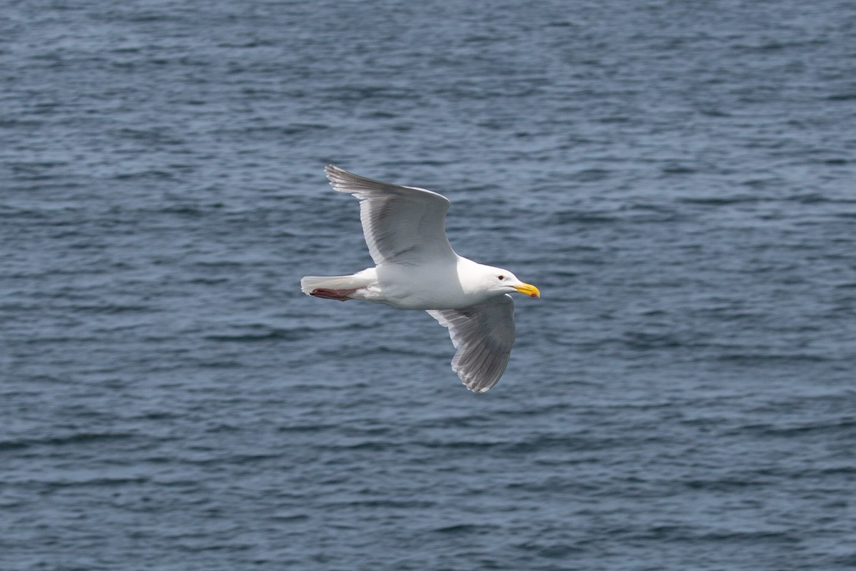 Western Gull - ML638894582