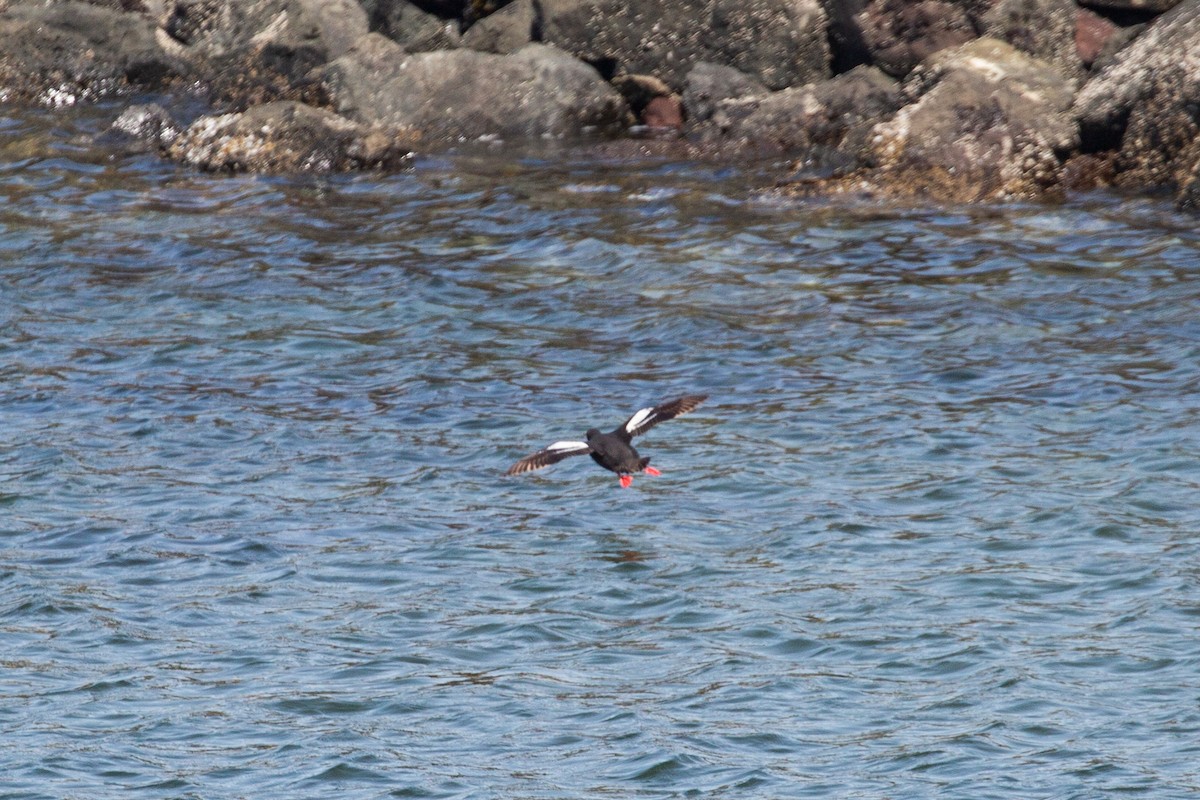 Pigeon Guillemot - ML638894585