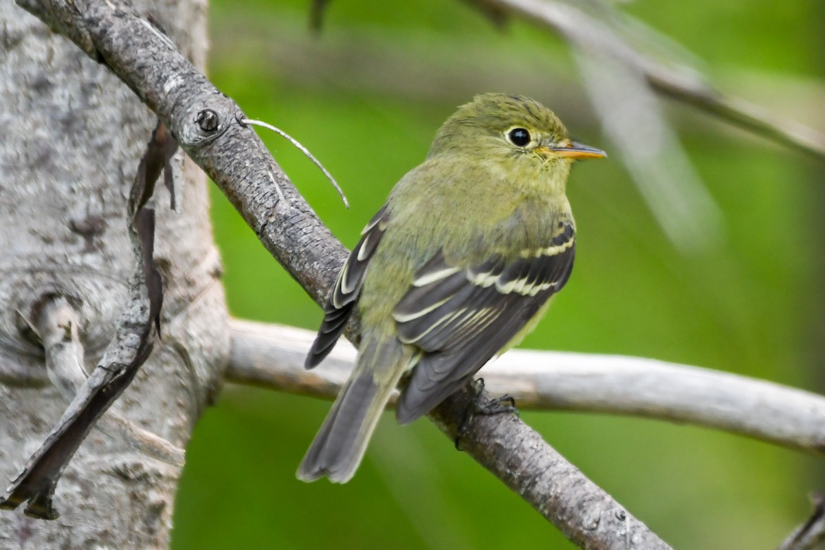Yellow-bellied Flycatcher - ML638894599