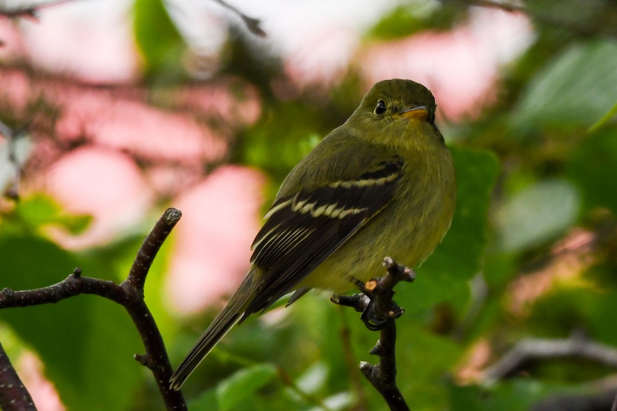 Yellow-bellied Flycatcher - ML638894604