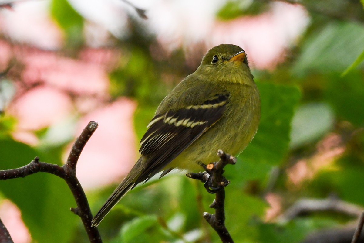 Yellow-bellied Flycatcher - ML638894605