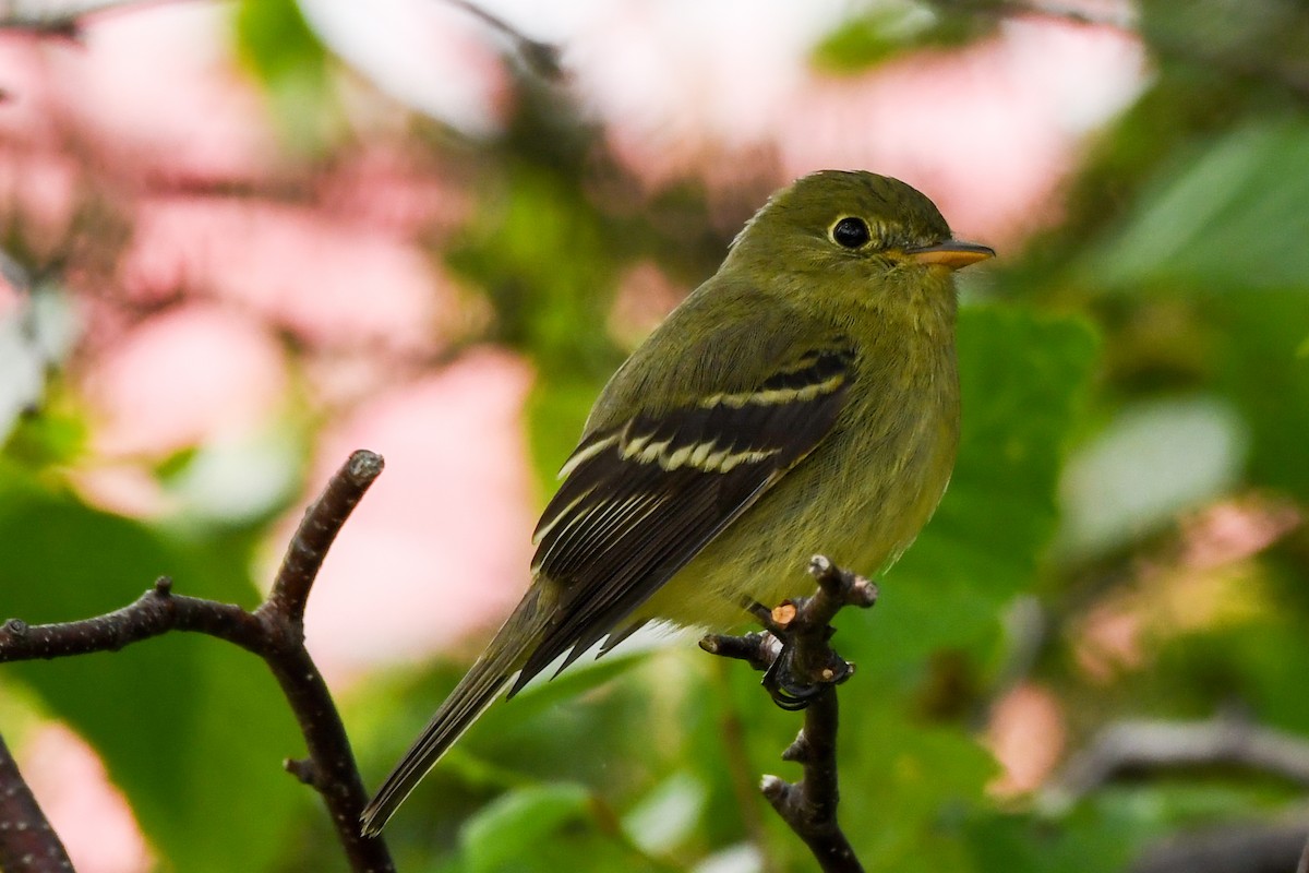 Yellow-bellied Flycatcher - ML638894606
