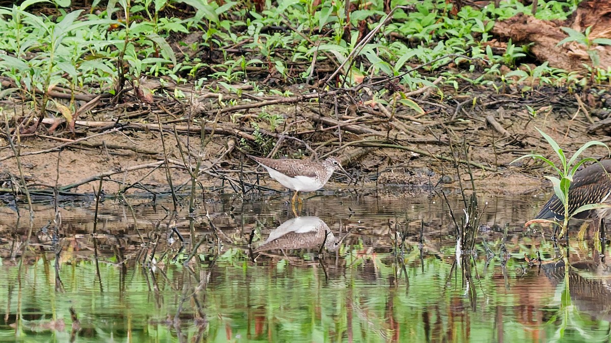 Solitary Sandpiper - ML638894632