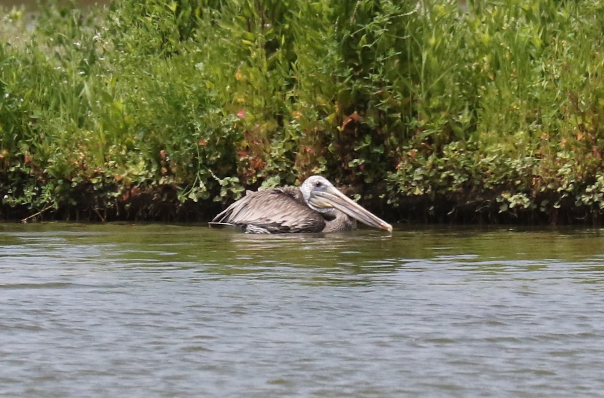 Brown Pelican - ML638894643