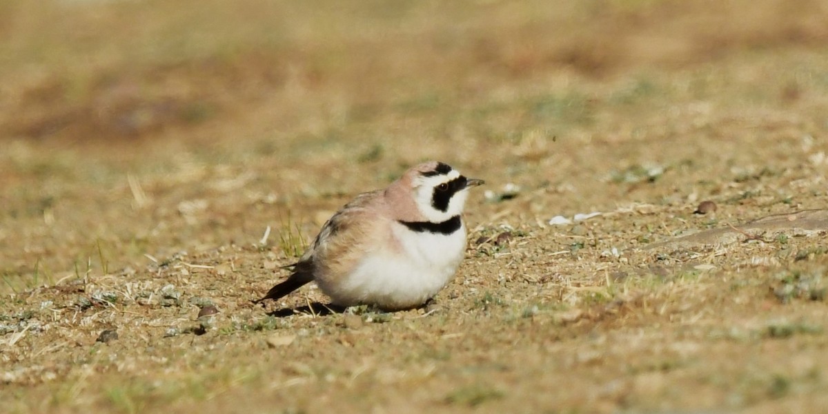 Horned Lark - ML638894691