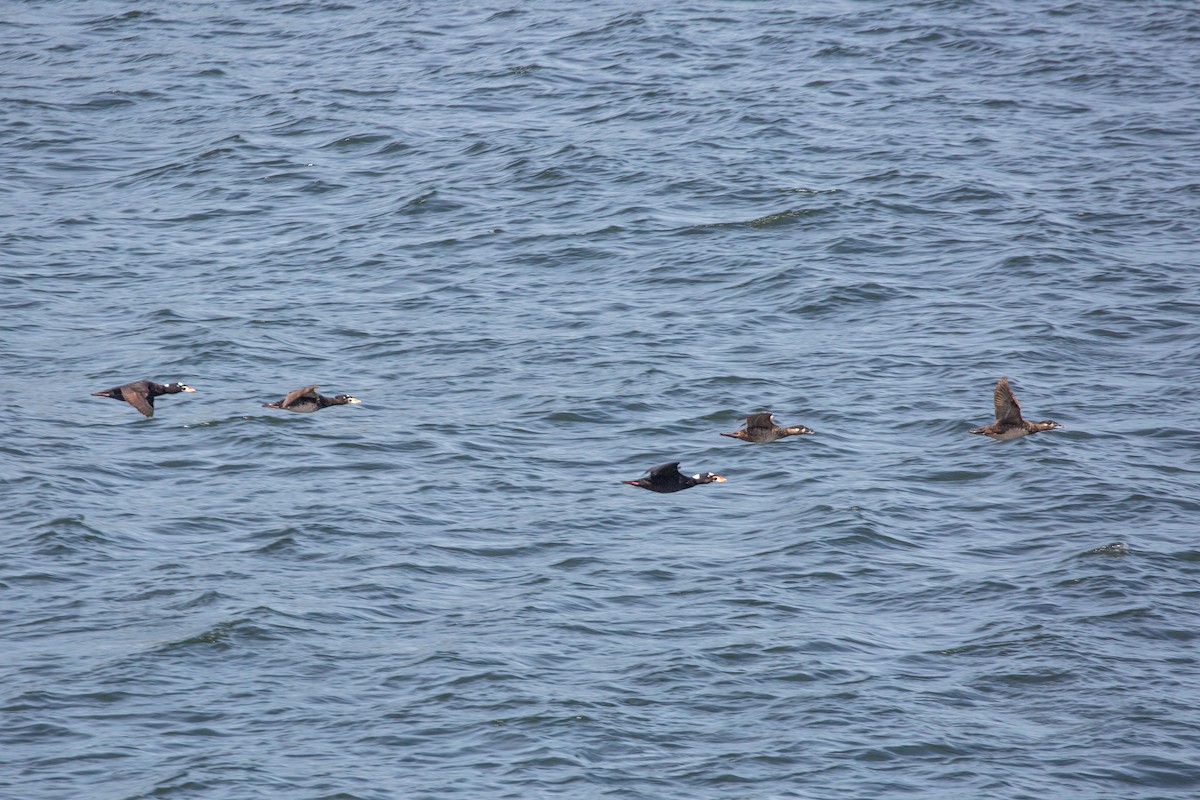 Surf Scoter - ML638894715