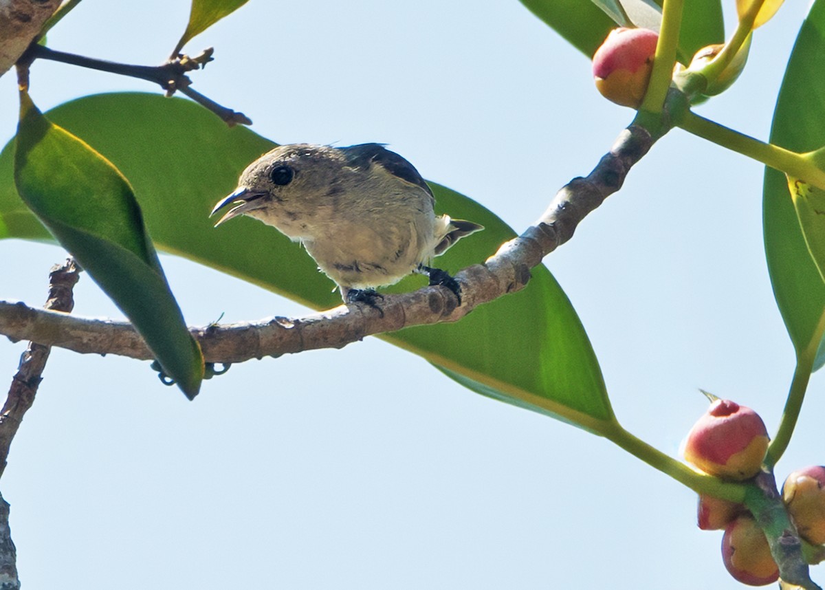 Cambodian Flowerpecker - ML638894718