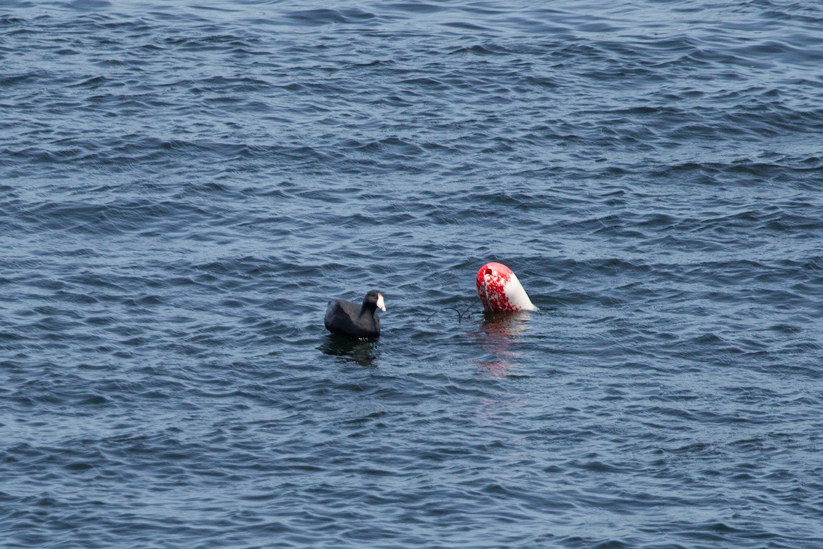 American Coot - ML638894796