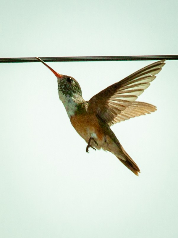Amazilia Hummingbird - ML638894822