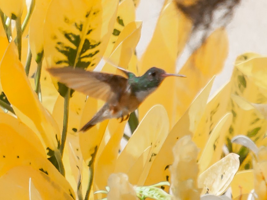 Amazilia Hummingbird - ML638894823
