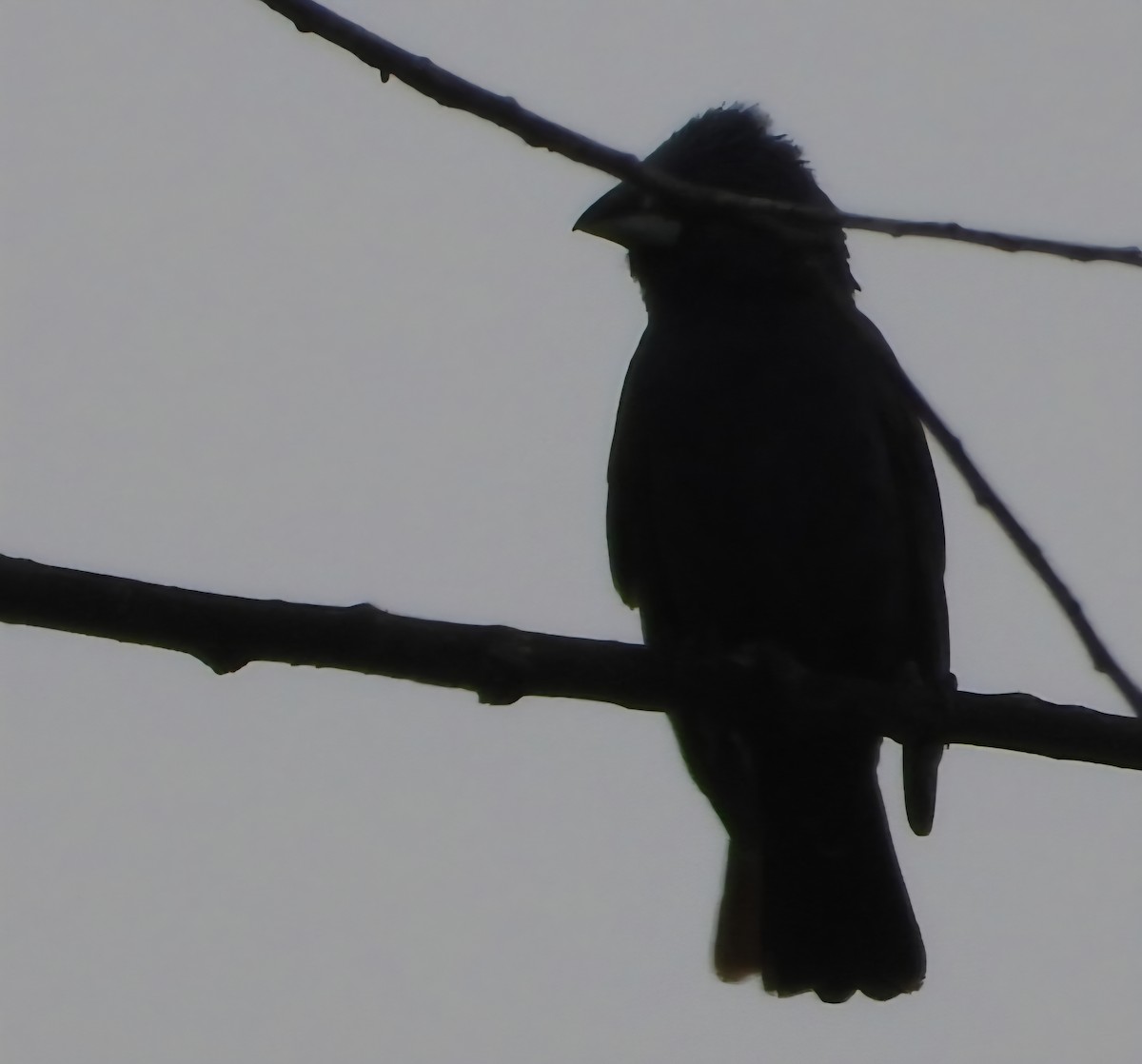 Blue Grosbeak - ML638894825