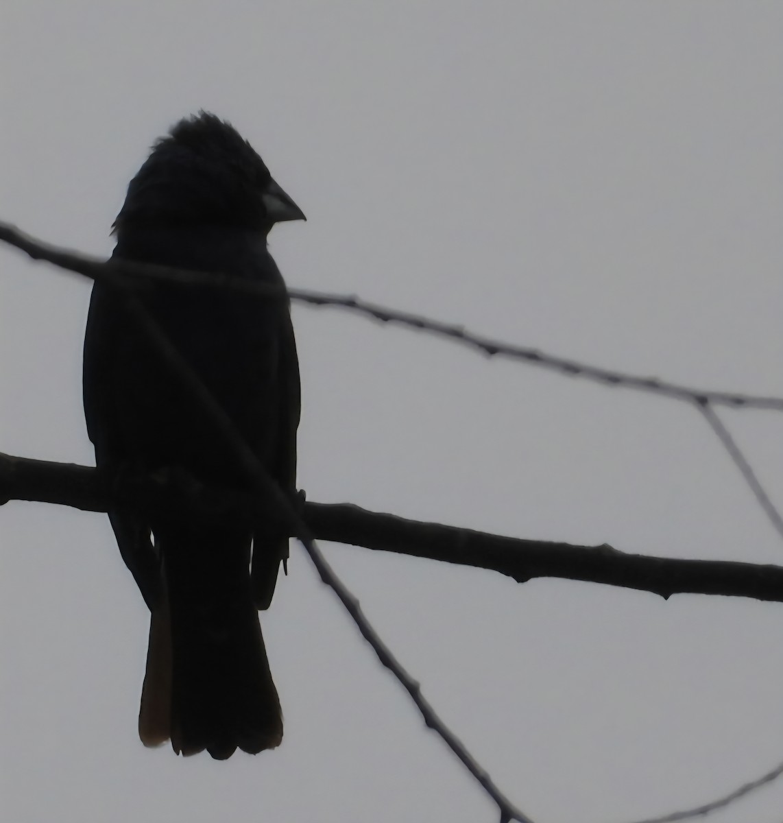 Blue Grosbeak - ML638894826