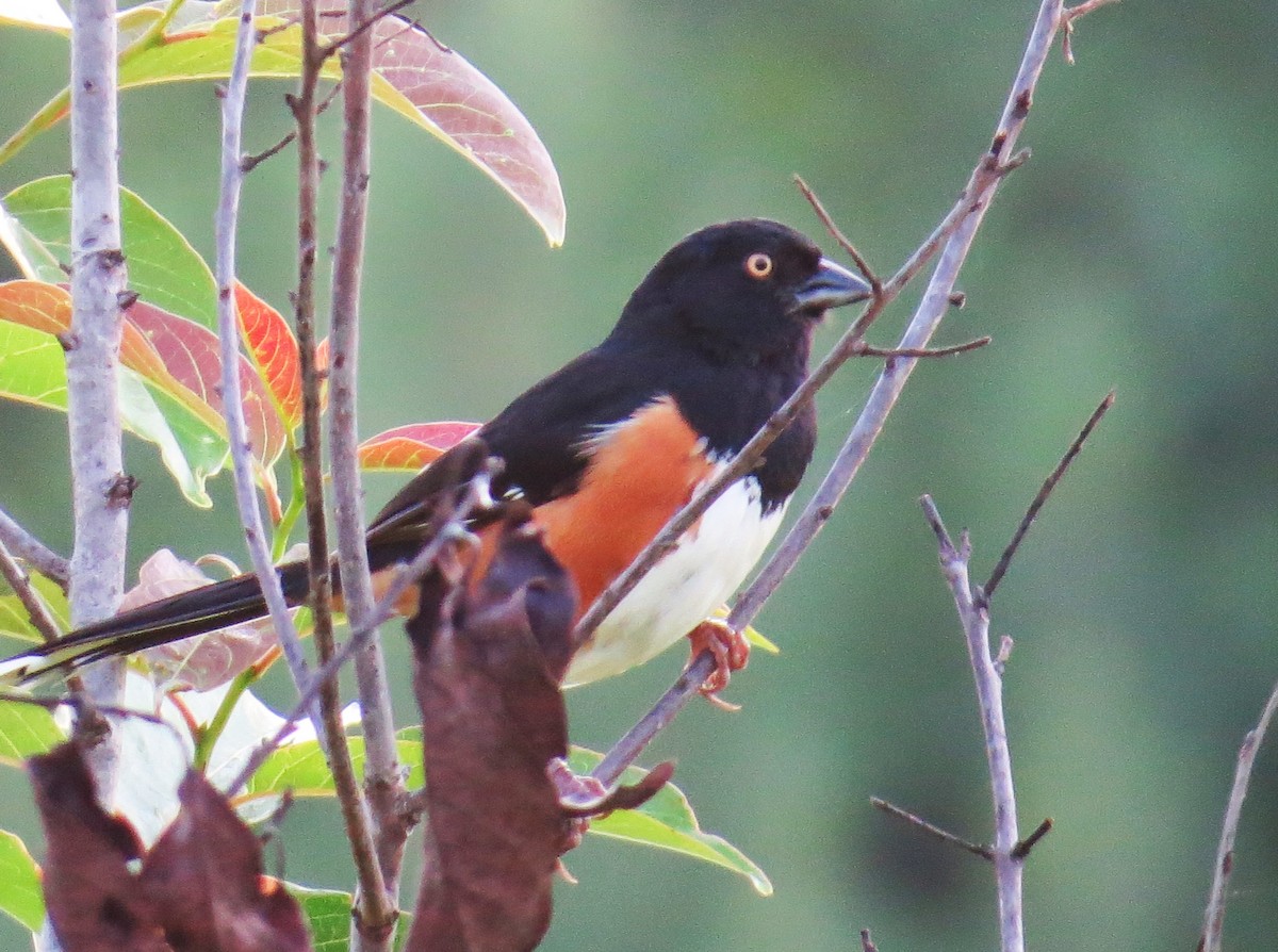 Eastern Towhee - ML638894888