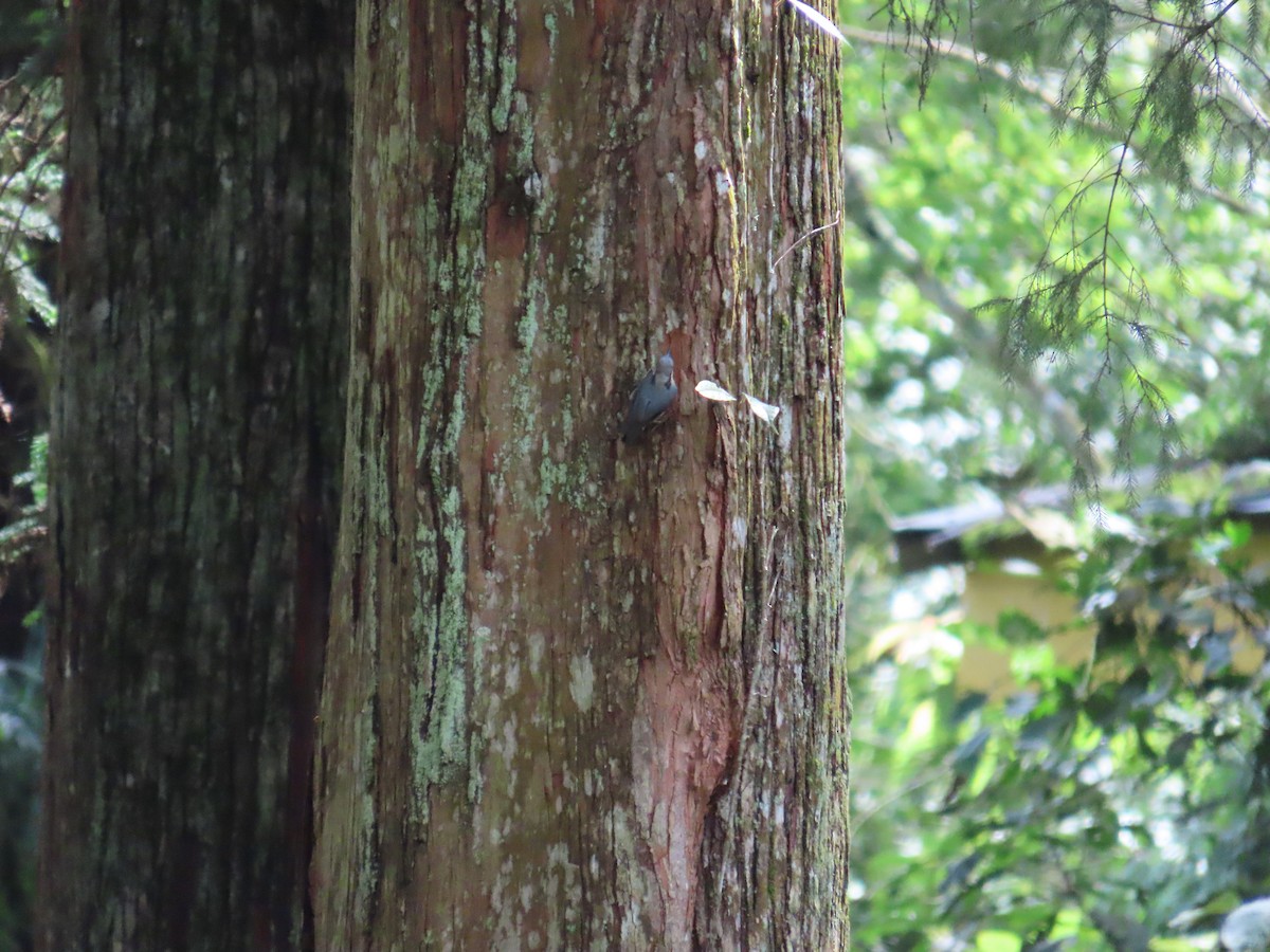 Eurasian Nuthatch - ML638894910