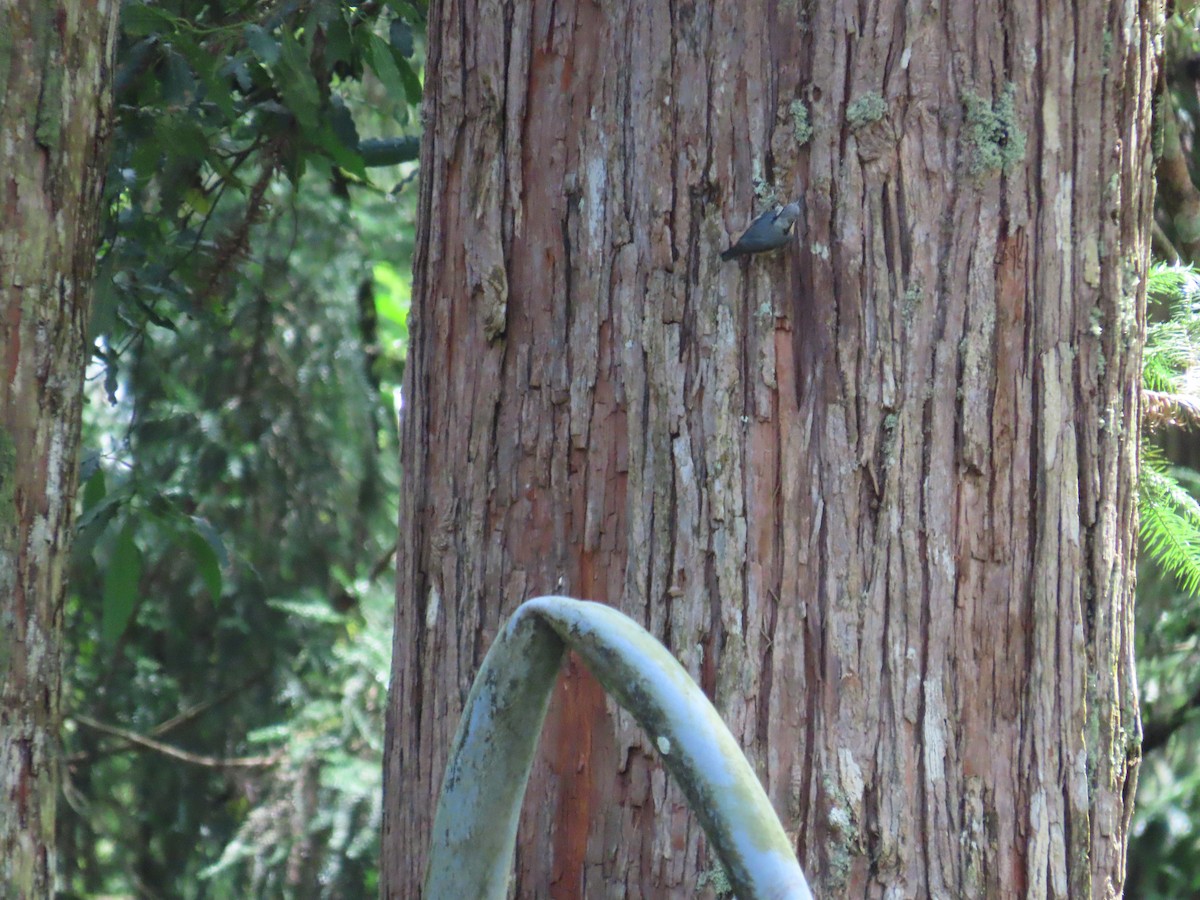 Eurasian Nuthatch - ML638894911