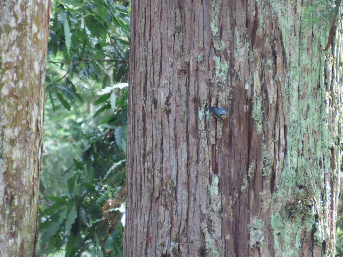 Eurasian Nuthatch - ML638894912