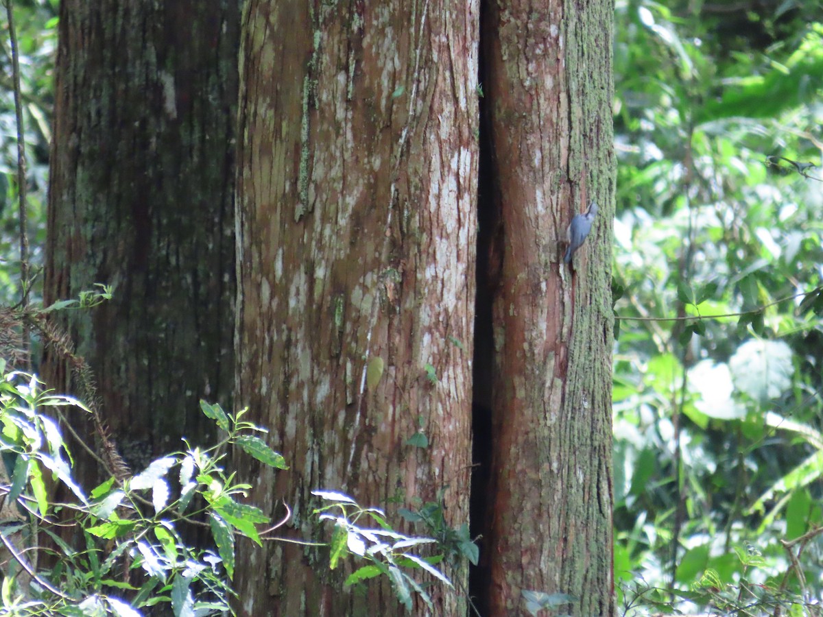 Eurasian Nuthatch - ML638894915