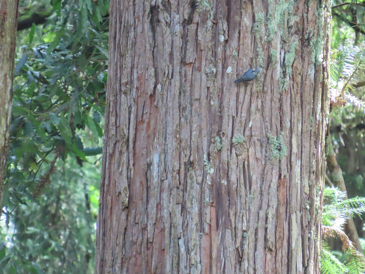 Eurasian Nuthatch - ML638894916