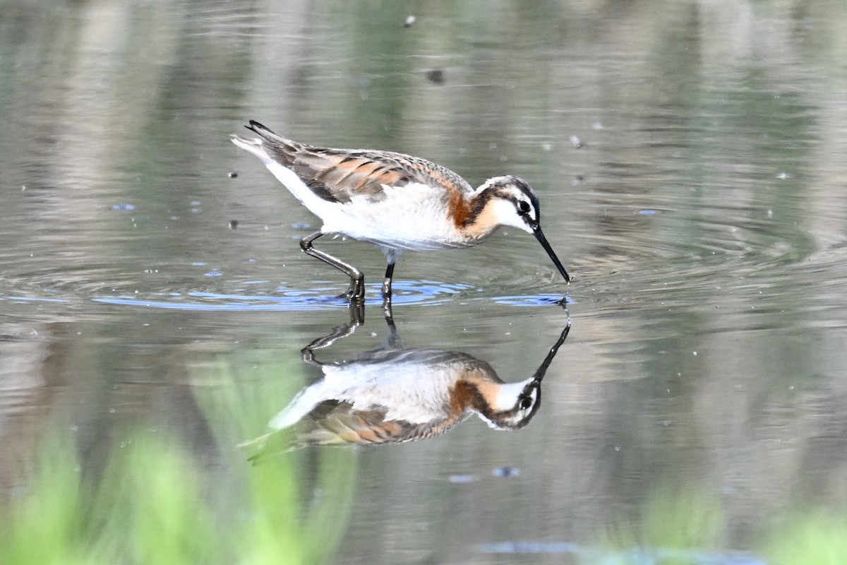 Wilson's Phalarope - ML638894930