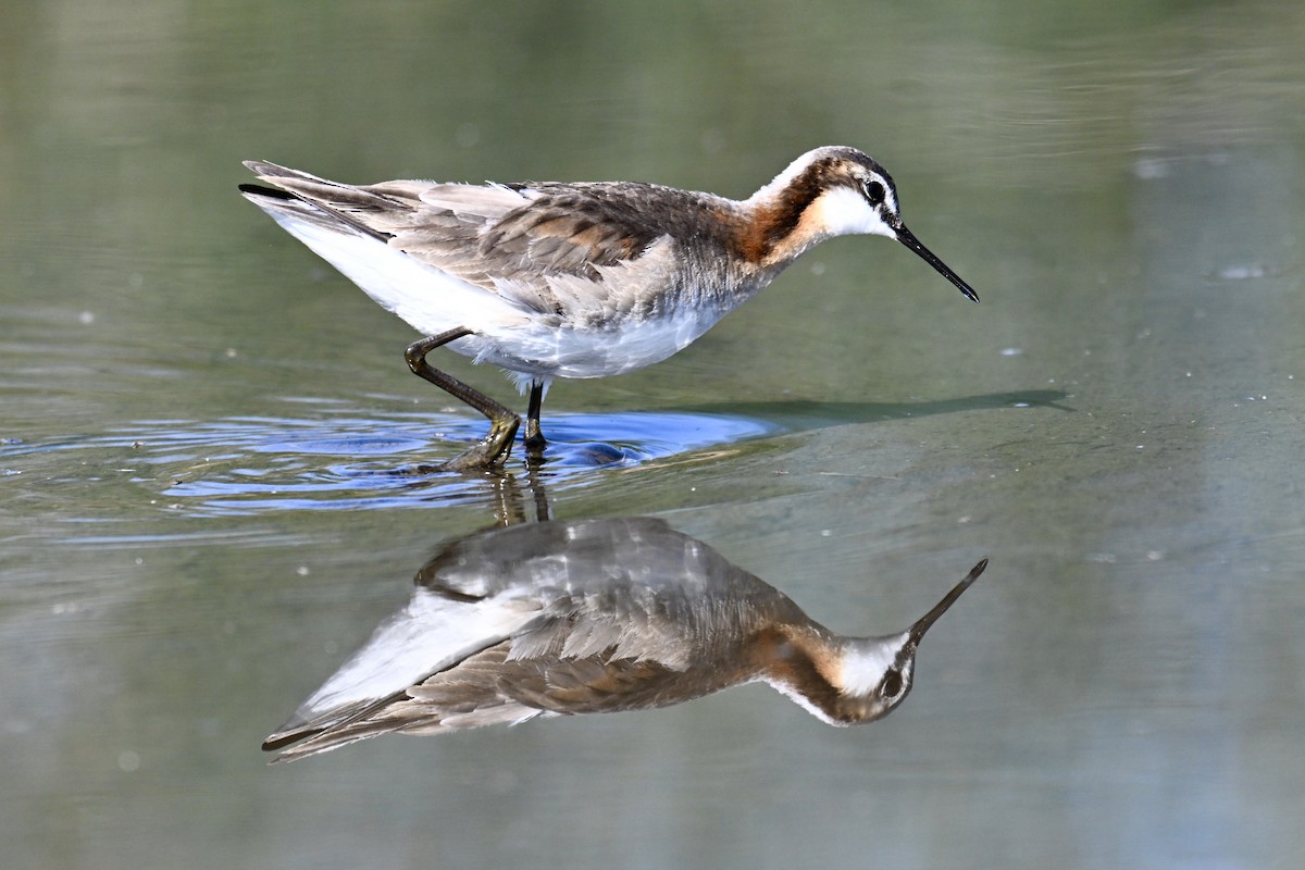 Wilson's Phalarope - ML638894943