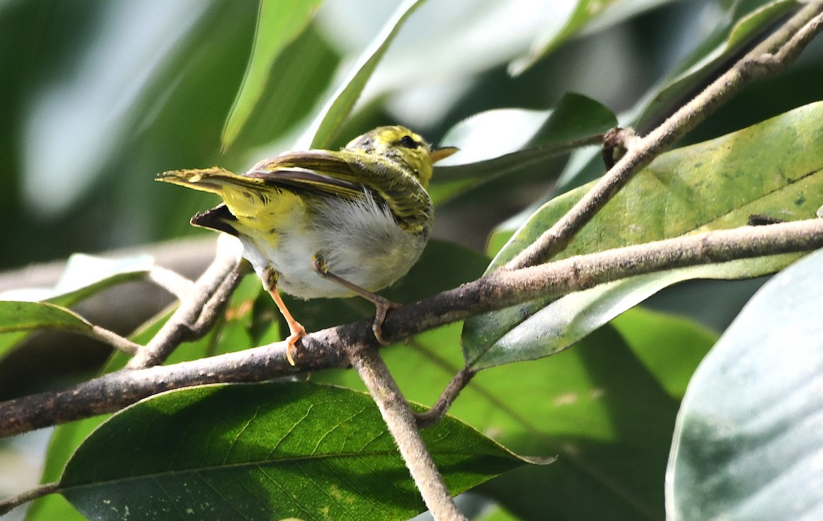 Yellow-vented Warbler - ML638894956