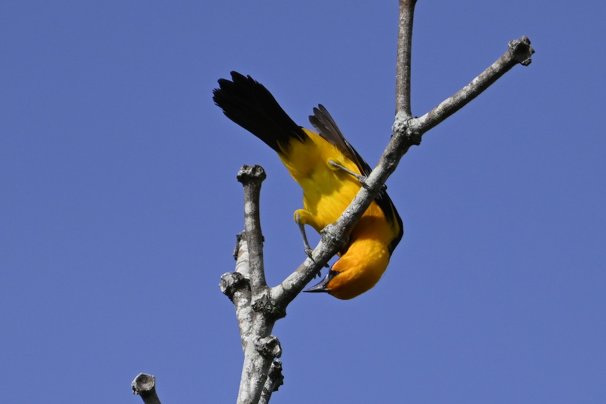Altamira Oriole - ML638894983