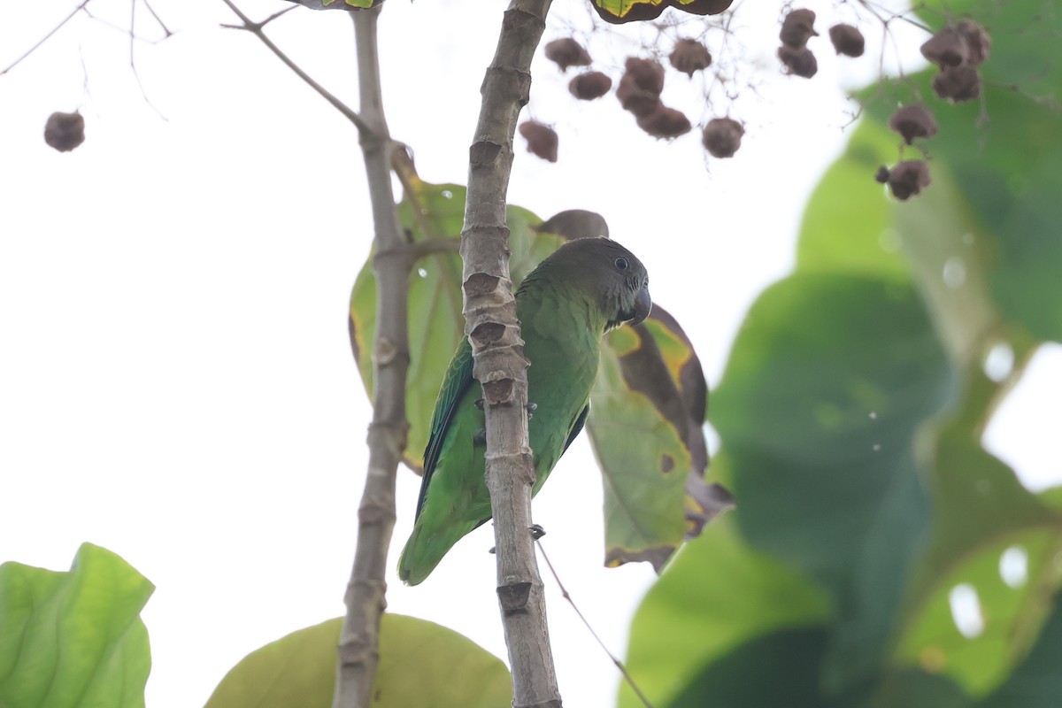 Blue-rumped Parrot - ML638894989