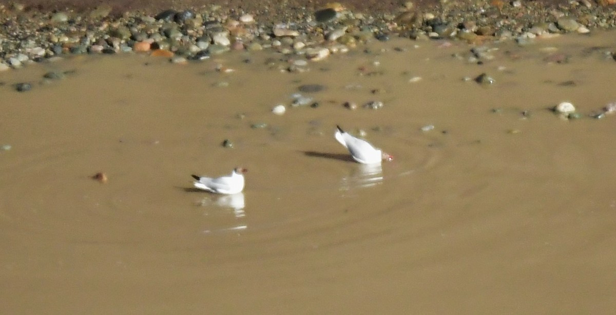 Brown-headed Gull - ML638894993