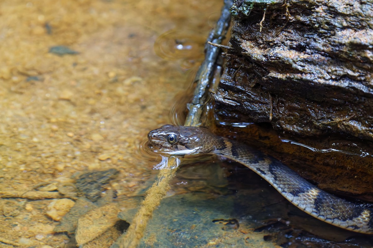 Boulenger's Keelback - ML638895022