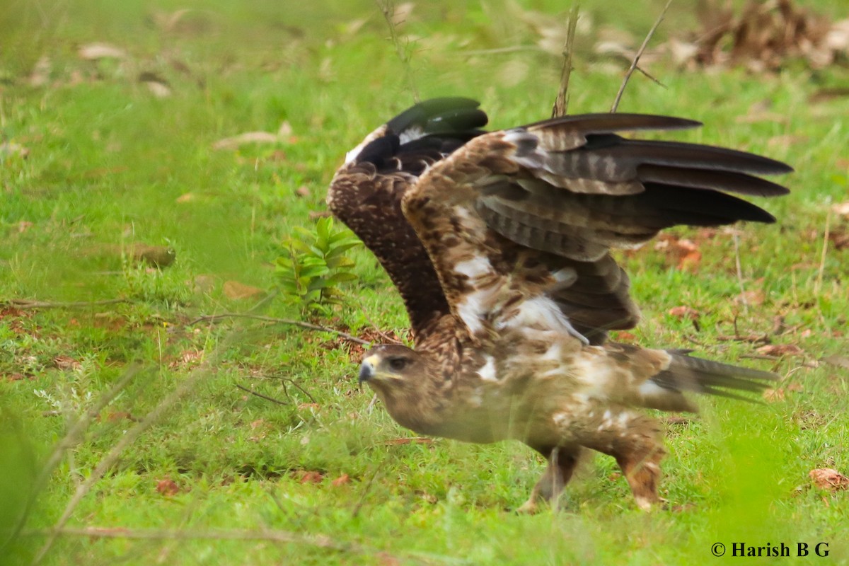 Tawny Eagle - ML638895029