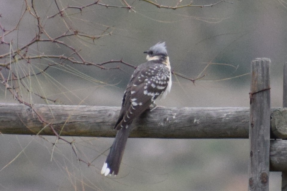 skjæregjøk - ML638895033