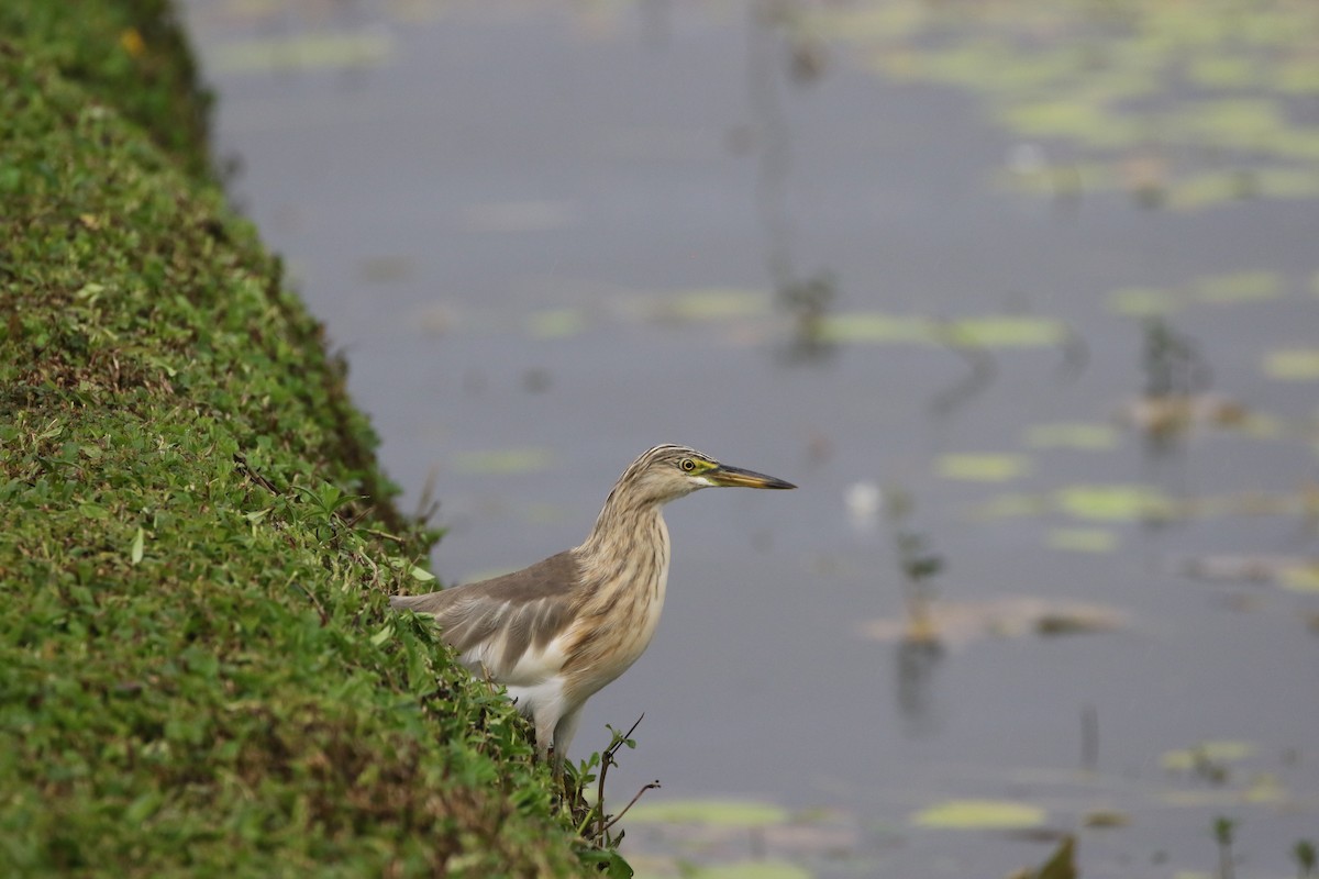 Javan Pond-Heron - ML638895042