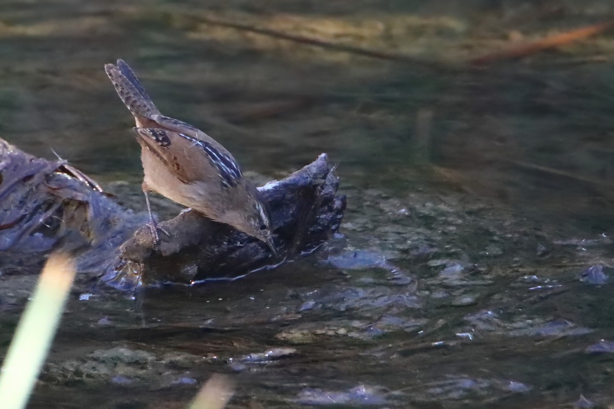 Marsh Wren - ML638895059