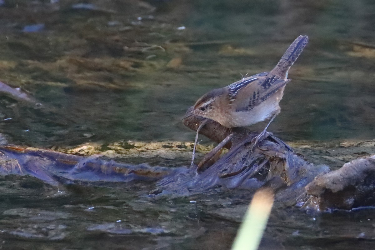 Marsh Wren - ML638895061